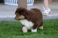 Poppy, a female Miniature Australian Shepherd for sale in Delta, CO – 2 of 4