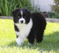 Boots BBM, a male Toy Australian Shepherd for sale in Delta, CO – 4 of 4