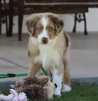 Molly RMM, a male Miniature Australian Shepherd for sale in Delta, CO – 6 of 6