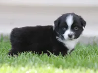 Laney BTM2, a male Miniature Australian Shepherd for sale in Delta, CO – 3 of 3