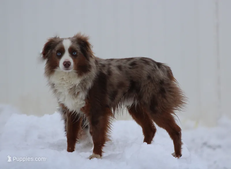 Fonze – Toy Australian Shepherd puppy for sale in Delta, CO