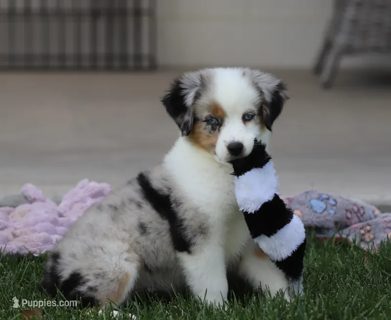 Laney BMF1 – Miniature Australian Shepherd puppy for sale in Delta, CO