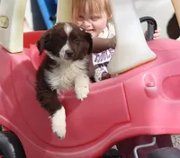 Frost, a male Miniature Australian Shepherd for sale in Delta, CO – 2 of 10