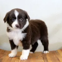Frost, a male Miniature Australian Shepherd for sale in Delta, CO – Photo 6 of 7