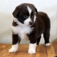 Frost, a male Miniature Australian Shepherd for sale in Delta, CO – Photo 7 of 7