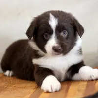 Frost, a male Miniature Australian Shepherd for sale in Delta, CO – Photo 1 of 7