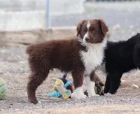Frost, a male Miniature Australian Shepherd for sale in Delta, CO – 3 of 10