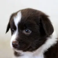 Frost, a male Miniature Australian Shepherd for sale in Delta, CO – Photo 2 of 7