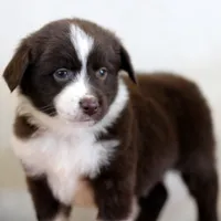 Frost, a male Miniature Australian Shepherd for sale in Delta, CO – Photo 4 of 7
