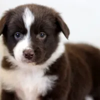 Frost, a male Miniature Australian Shepherd for sale in Delta, CO – Photo 3 of 7
