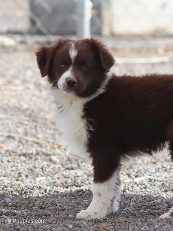Frost – Miniature Australian Shepherd puppy for sale in Delta, CO