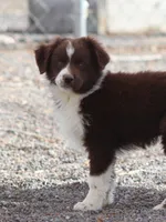 Frost, a male Miniature Australian Shepherd for sale in Delta, CO – 1 of 10