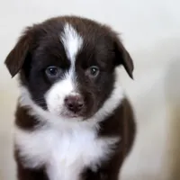 Frost, a male Miniature Australian Shepherd for sale in Delta, CO – Photo 5 of 7