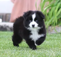 Medina BBF 1, a female Miniature Australian Shepherd for sale in Delta, CO – 4 of 4