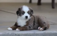 Destin BMM, a male Toy Australian Shepherd for sale in Delta, CO – 3 of 4