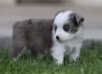 Laney BMF 3, a female Miniature Australian Shepherd for sale in Delta, CO – 4 of 4