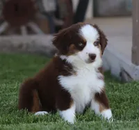 Joy RTM, a male Toy Australian Shepherd for sale in Delta, CO – 4 of 4