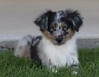 Snip BMF, a female Miniature Australian Shepherd for sale in Delta, CO – 2 of 8