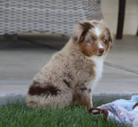 Fawn RMM, a male Toy Australian Shepherd for sale in Delta, CO – 4 of 6