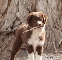 Noel, a female Miniature Australian Shepherd for sale in Delta, CO – 2 of 8