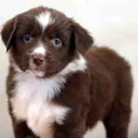 Noel, a female Miniature Australian Shepherd for sale in Delta, CO – Photo 3 of 5