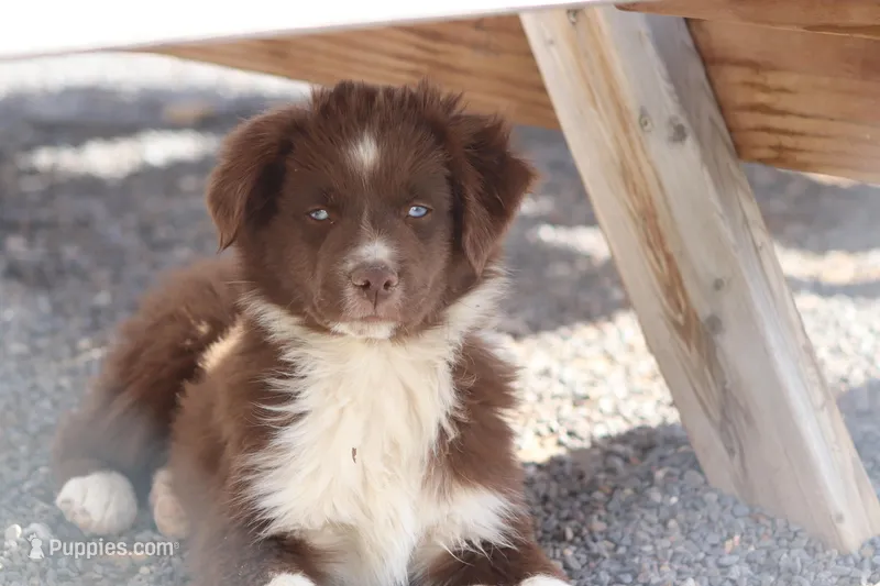 Noel – Miniature Australian Shepherd puppy for sale in Delta, CO