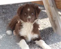 Noel, a female Miniature Australian Shepherd for sale in Delta, CO – 5 of 8