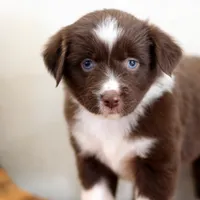 Noel, a female Miniature Australian Shepherd for sale in Delta, CO – Photo 5 of 5