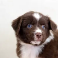 Noel, a female Miniature Australian Shepherd for sale in Delta, CO – Photo 1 of 5