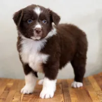 Noel, a female Miniature Australian Shepherd for sale in Delta, CO – Photo 4 of 5