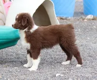 Noel, a female Miniature Australian Shepherd for sale in Delta, CO – 4 of 8