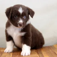 Noel, a female Miniature Australian Shepherd for sale in Delta, CO – Photo 2 of 5