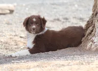Noel, a female Miniature Australian Shepherd for sale in Delta, CO – 3 of 8