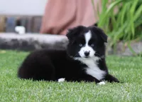 Medina BBF 1, a female Miniature Australian Shepherd for sale in Delta, CO – 2 of 4