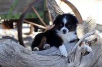 Birdie, a female Toy Australian Shepherd for sale in Delta, CO – 2 of 4