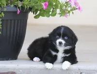 Destin BBF, a female Toy Australian Shepherd for sale in Delta, CO – 4 of 4