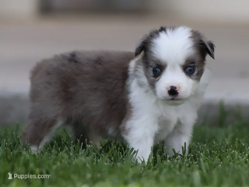 Laney BMF 3 – Miniature Australian Shepherd puppy for sale in Delta, CO