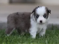 Laney BMF 3, a female Miniature Australian Shepherd for sale in Delta, CO – 1 of 4