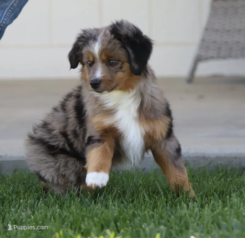 Boots BMF – Toy Australian Shepherd puppy for sale in Delta, CO