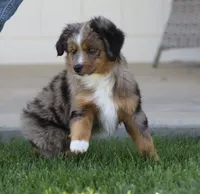 Boots BMF, a female Toy Australian Shepherd for sale in Delta, CO – 2 of 4