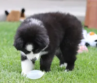 Medina BBF 3, a female Miniature Australian Shepherd for sale in Delta, CO – 2 of 4