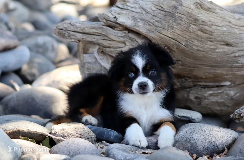 Birdie – Toy Australian Shepherd puppy for sale in Delta, CO