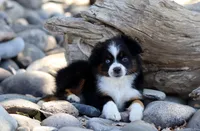 Birdie, a female Toy Australian Shepherd for sale in Delta, CO – 1 of 4