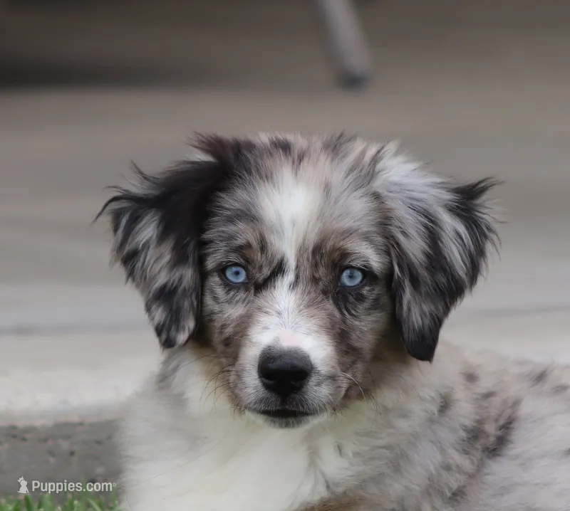Laney BMF 4 – Miniature Australian Shepherd puppy for sale in Delta, CO