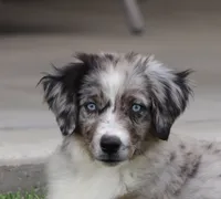 Laney BMF 4, a female Miniature Australian Shepherd for sale in Delta, CO – 1 of 7