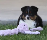 Boots BTF, a female Toy Australian Shepherd for sale in Delta, CO – 3 of 4