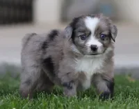 Laney BMF 4, a female Miniature Australian Shepherd for sale in Delta, CO – 2 of 4