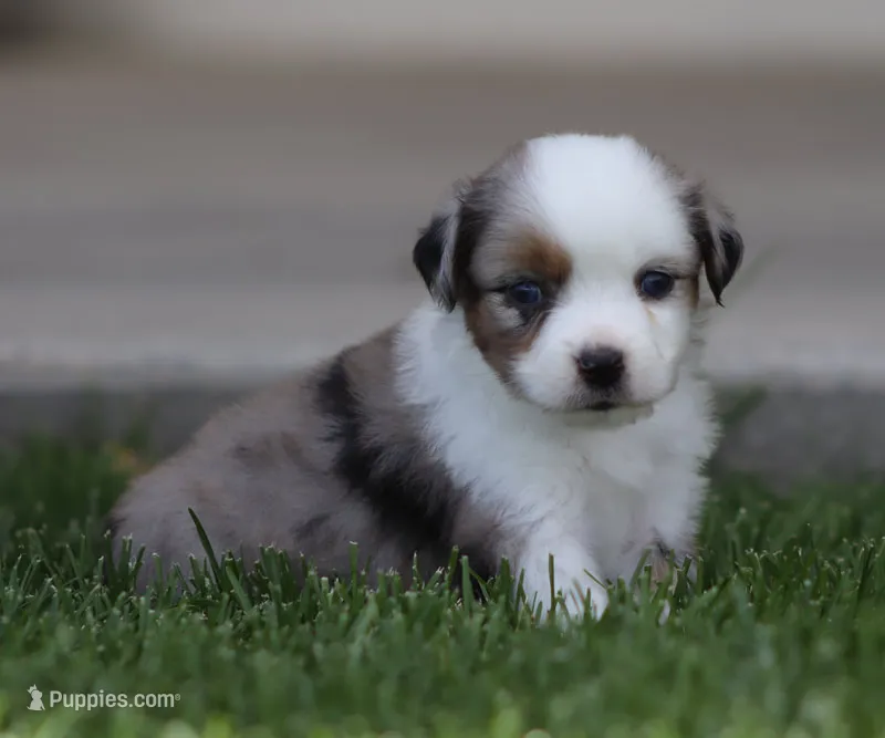 Laney BMF1 – Miniature Australian Shepherd puppy for sale in Delta, CO