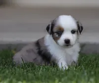 Laney BMF1, a female Miniature Australian Shepherd for sale in Delta, CO – 1 of 4