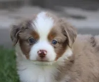 Molly RMM, a male Miniature Australian Shepherd for sale in Delta, CO – 5 of 10